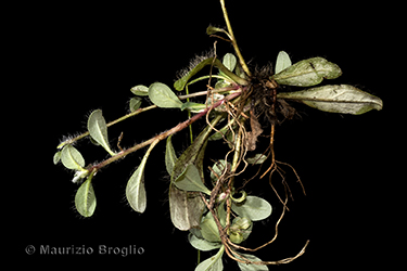 Immagine 5 di 7 - Pilosella saussureoides Arv.-Touv.