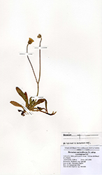 Immagine 1 di 1 - Pilosella auriculiformis (Fr.) F.W. Schultz & Sch. Bip.