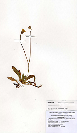 Pilosella auriculiformis (Fr.) F.W. Schultz & Sch. Bip.