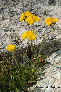 Pilosella glacialis (Reyn. ex Lachen.) F.W. Schultz & Sch. Bip.