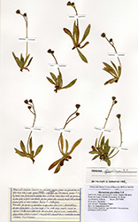 Immagine 1 di 1 - Pilosella glaciella (Nägeli & Peter) Soják