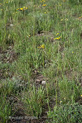 Immagine 2 di 9 - Pilosella cymosa (L.) F.W. Schultz & Sch. Bip.