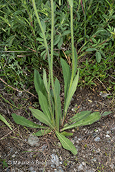 Immagine 8 di 9 - Pilosella cymosa (L.) F.W. Schultz & Sch. Bip.