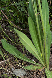 Immagine 9 di 9 - Pilosella cymosa (L.) F.W. Schultz & Sch. Bip.
