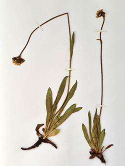 Pilosella laggeri (Sch. Bip. ex Rchb. f.) F.W. Schultz & Sch. Bip.