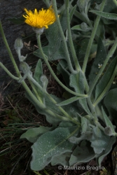 Immagine 3 di 3 - Hieracium tomentosum L.
