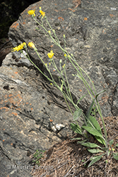 Immagine 1 di 6 - Hieracium pseudolaggeri (Zahn) Prain
