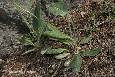 Immagine 5 di 6 - Hieracium pseudolaggeri (Zahn) Prain