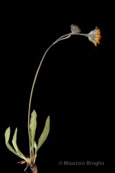 Immagine 1 di 2 - Hieracium armerioides Arv.-Touv.