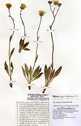 Immagine 1 di 1 - Hieracium chondrillifolium Fr.