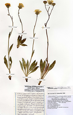 Hieracium chondrillifolium Fr.