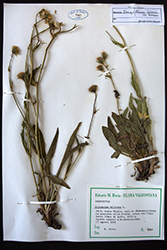 Immagine 6 di 6 - Hieracium longifolium Schleich. ex Hornem.