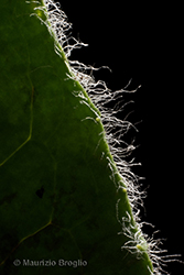 Immagine 4 di 5 - Hieracium pictum Pers.