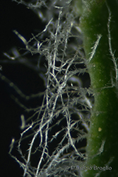 Immagine 5 di 5 - Hieracium pictum Pers.