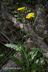 Immagine 1 di 28 - Hieracium amplexicaule L.