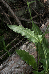 Immagine 3 di 28 - Hieracium amplexicaule L.