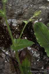 Immagine 9 di 28 - Hieracium amplexicaule L.