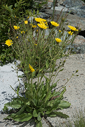 Immagine 16 di 28 - Hieracium amplexicaule L.