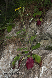 Immagine 2 di 14 - Hieracium humile Jacq.
