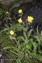 Immagine 2 di 7 - Hieracium alpinum L.