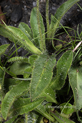 Immagine 6 di 7 - Hieracium alpinum L.