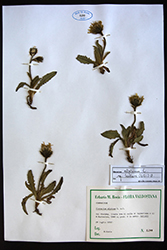 Immagine 7 di 7 - Hieracium alpinum L.