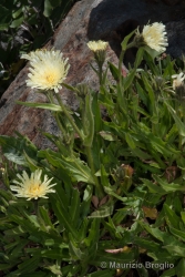 Immagine 1 di 3 - Schlagintweitia intybacea (All.) Griseb.