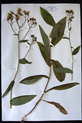 Immagine 8 di 8 - Hieracium prenanthoides Vill.