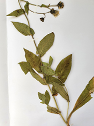 Immagine 1 di 3 - Hieracium cydoniifolium Vill.