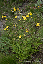 Immagine 5 di 13 - Hieracium picroides Vill.