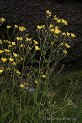 Immagine 8 di 13 - Hieracium picroides Vill.
