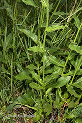Immagine 11 di 13 - Hieracium picroides Vill.