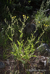 Immagine 1 di 12 - Hieracium ramosissimum Schleich. ex Hegetschw.
