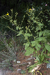 Immagine 10 di 12 - Hieracium ramosissimum Schleich. ex Hegetschw.