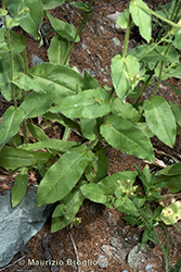 Immagine 12 di 12 - Hieracium ramosissimum Schleich. ex Hegetschw.
