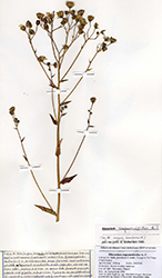 Immagine 1 di 2 - Hieracium rapunculoides Arv.-Touv.