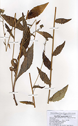 Immagine 2 di 2 - Hieracium rapunculoides Arv.-Touv.