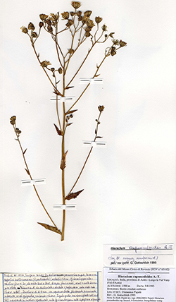 Hieracium rapunculoides Arv.-Touv.