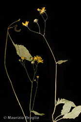 Immagine 5 di 5 - Hieracium froelichianum H. Buek