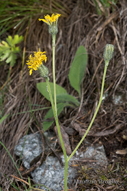 Hieracium froelichianum H. Buek