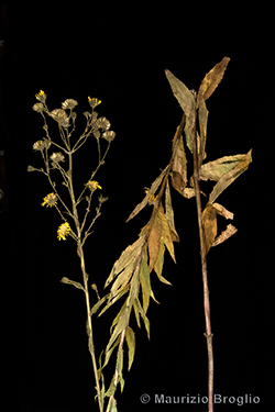 Hieracium vasconicum Jord. ex Martrin-Donos