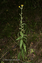 Immagine 1 di 20 - Hieracium sabaudum L.
