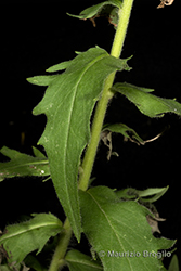 Immagine 3 di 20 - Hieracium sabaudum L.