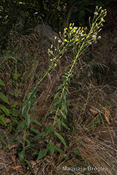 Immagine 15 di 20 - Hieracium sabaudum L.