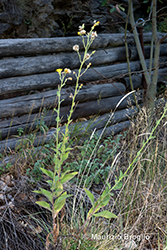 Immagine 1 di 9 - Hieracium lycopifolium Froel.