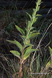 Immagine 2 di 9 - Hieracium lycopifolium Froel.