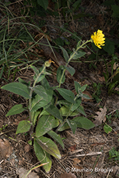 Immagine 6 di 9 - Hieracium lycopifolium Froel.