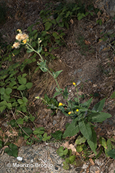 Immagine 8 di 9 - Hieracium lycopifolium Froel.
