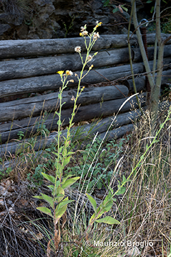 Hieracium lycopifolium Froel.