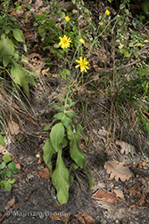 Immagine 1 di 7 - Hieracium racemosum Waldst. & Kit. ex Willd.